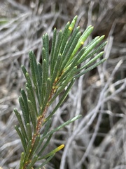 Melaleuca quadrifida