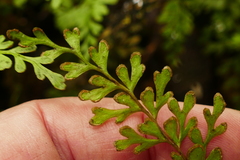Lindsaea trichomanoides