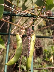 Rhionaeschna multicolor