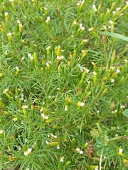 Tagetes filifolia