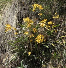 Cyrtochilum aureum
