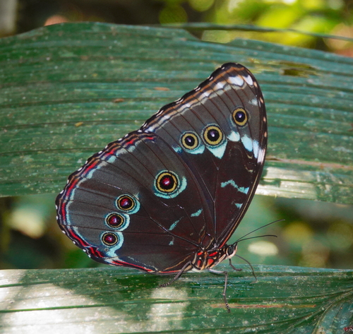 Achilles morpho
