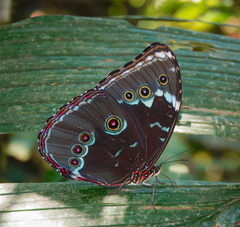 Morpho achilles phokylides