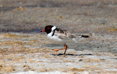 Thinornis cucullatus