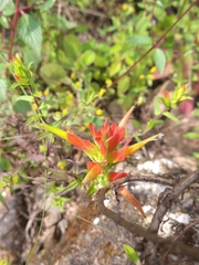 Castilleja tenuiflora