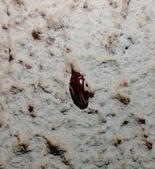 Chelonarium ornatum