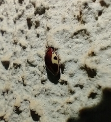 Chelonarium ornatum