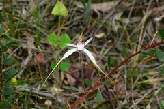 Caladenia venusta