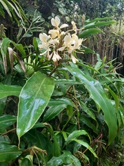 Hedychium flavescens