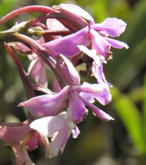 Epidendrum blepharistes