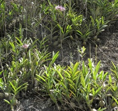 Epidendrum blepharistes