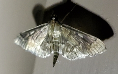 Herpetogramma aeglealis