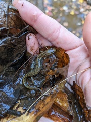 Desmognathus planiceps