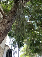 Rhipsalis lindbergiana