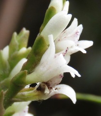 Epidendrum fimbriatum
