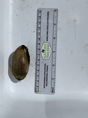 Utterbackia imbecillis