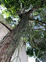 Rhipsalis lindbergiana