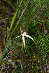 Caladenia venusta