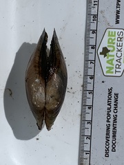 Utterbackia imbecillis