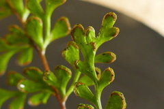 Lindsaea trichomanoides