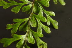 Lindsaea trichomanoides