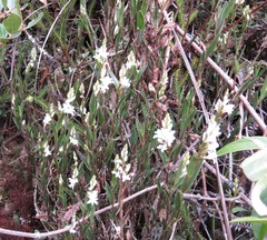 Epidendrum fimbriatum