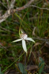 Caladenia venusta