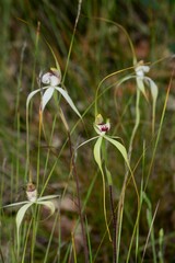 Caladenia tentaculata × venusta