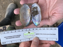 Utterbackia imbecillis