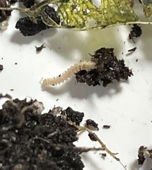 Blaniulus guttulatus