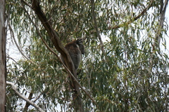 Phascolarctos cinereus victor