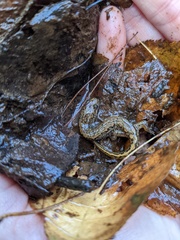 Desmognathus planiceps