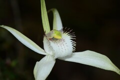 Caladenia venusta