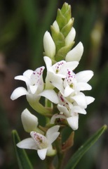 Epidendrum fimbriatum