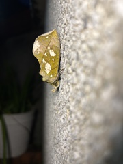 Eudocima hypermnestra