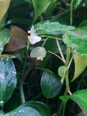 Begonia hirtella