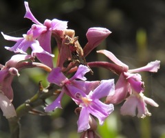 Epidendrum blepharistes
