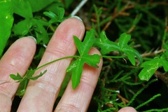 Passiflora tenuiloba