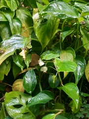 Begonia hirtella
