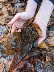 Desmognathus planiceps