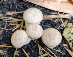 Lycoperdon excipuliforme