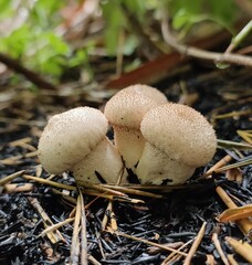 Lycoperdon excipuliforme