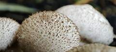 Lycoperdon excipuliforme