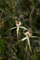 Caladenia tentaculata × venusta