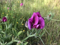 Lathyrus