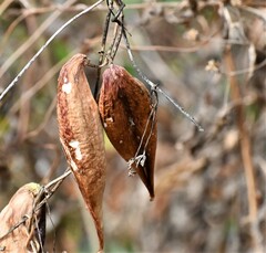 Asclepiadeae