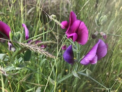 Lathyrus