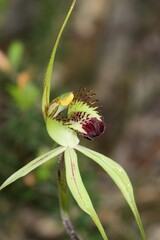Caladenia tentaculata × venusta