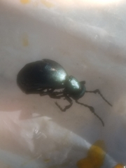 Tenebrionoidea