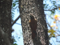 Lepidocolaptes angustirostris